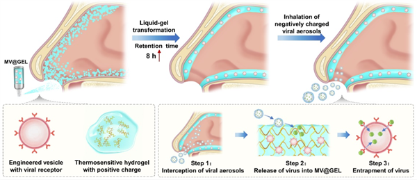我国科学家研发出“鼻内口罩”：鼻腔内对病毒拦截、灭活