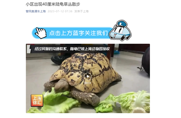 上海一小区惊现40厘米陆龟散步：号称“陆地之王” 国际野生动物