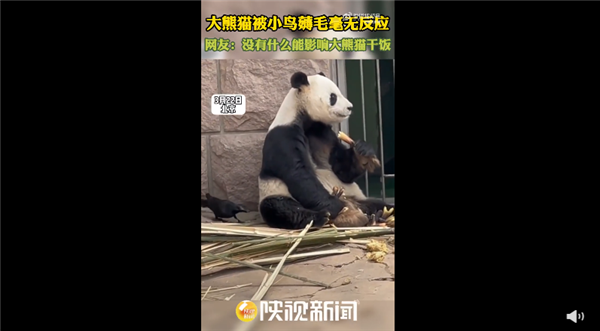 大熊猫被小鸟薅毛毫无反应淡定干饭 网友笑谈：任你薅我不动如山