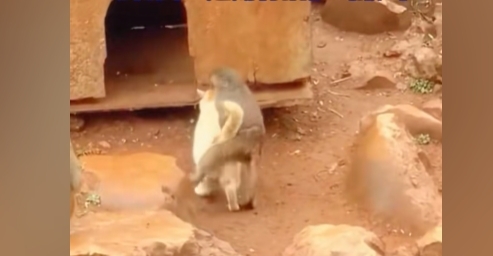 昆明动物园回应“猴子虐猫”：将设诱捕笼移猫出猴山 10余年来