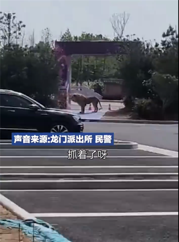 洛阳马戏团2只狮子出逃 游客四散而逃 责令停业整顿
