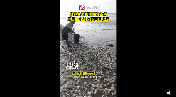 疑台风刮来遍地生蚝 广东居民捡200斤:画面震撼 网友羡慕