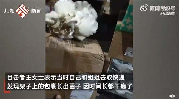 云南女子取快递发现包裹长菌子：感觉很神奇