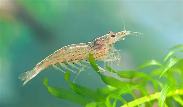 广东有多热？网友在广东买虾 还没到家就熟了