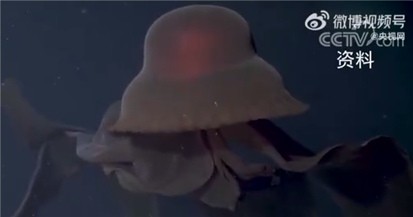 真心恐怖!南极洲深海拍到罕见冥河水母:触手约10米长