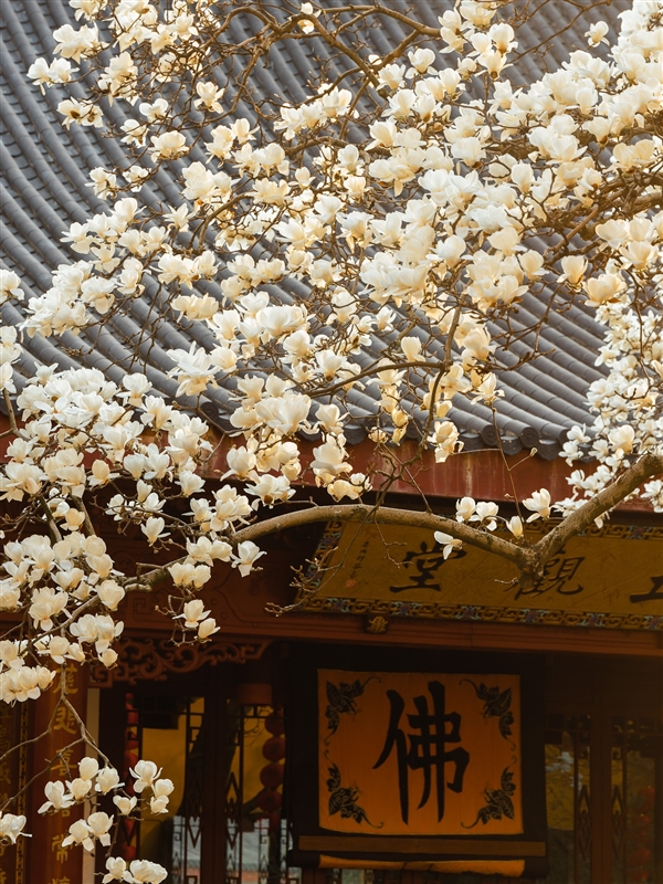 杭州法喜寺500岁玉兰盛放:从明代生长至今 独木成景