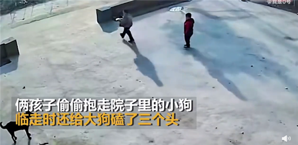 孩子抱走小狗还给大狗磕了3个头 剧情反转没血缘关系：网友调侃白磕
