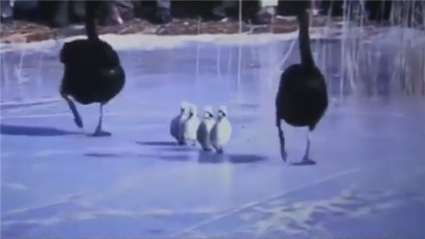 太残忍！圆明园小天鹅被游客逼迫走冰 导致脚蹼溃烂