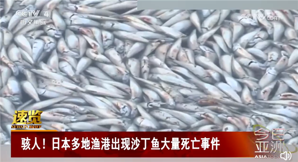 大量沙丁鱼涌入日本渔港后集体死亡：密密麻麻铺满水面 场面骇人