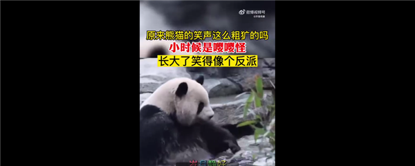 原来熊猫的笑声这么粗犷吗 网友直呼没想到：公鸭嗓笑的像反派