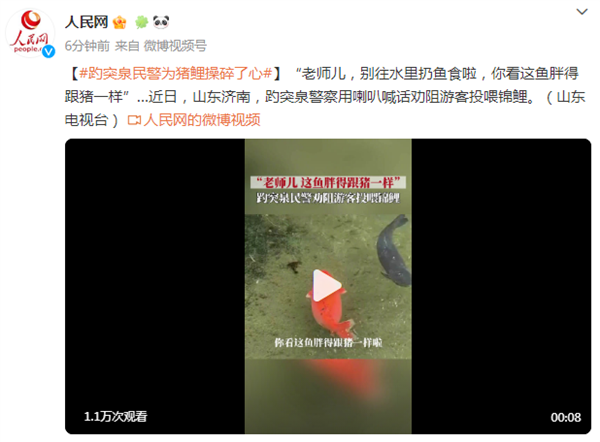 趵突泉“猪鲤”让人操碎了心:别投喂了 胖得跟猪一样