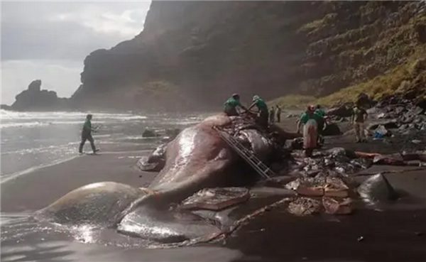抹香鲸尸体中被发现9.5公斤龙涎香 价值近400万：被称漂浮的黄金
