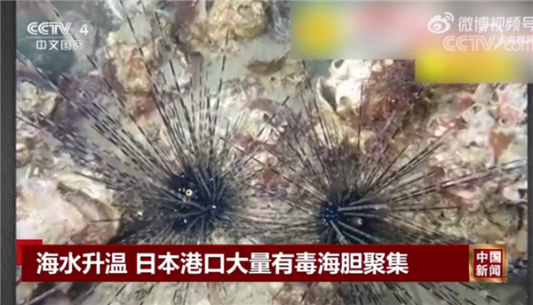 即将让核污水倒入大海!日本港口大量有毒海胆聚集 或出现爆发式增长