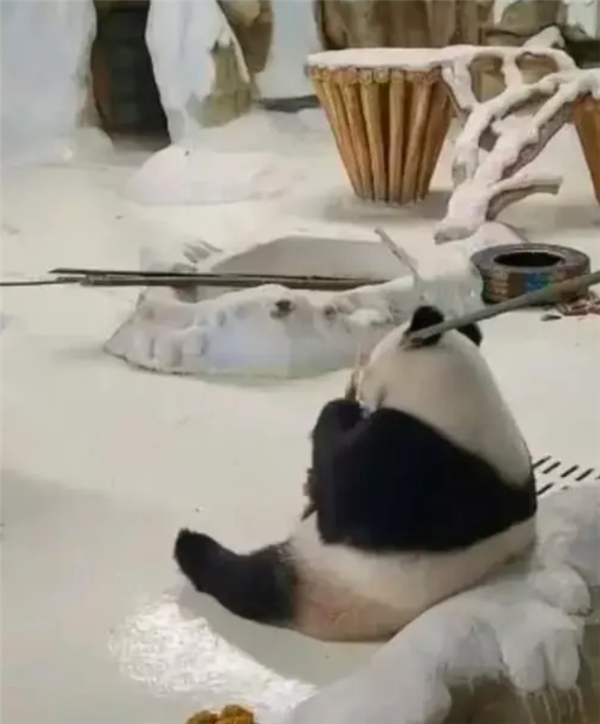 饲养员用竹竿打大熊猫“暖暖” 园方回应:永不允许此人养熊猫