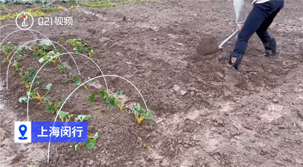 上海掀起租地种菜热 1500元一年：锻炼身体有成就感 一亩地净赚上万