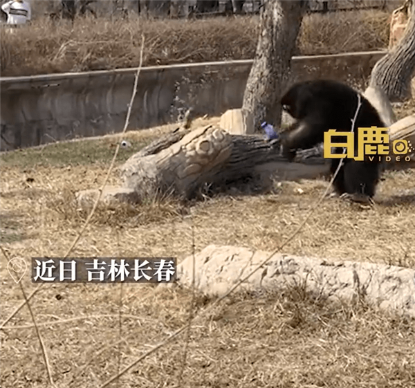 猩猩被游客扔瓶子砸头后扔回反击 动物园回应被教坏了:网友直呼做的对