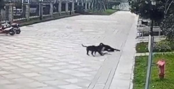 官方通报：2只恶犬撕咬2岁女童 主人被采取刑事措施