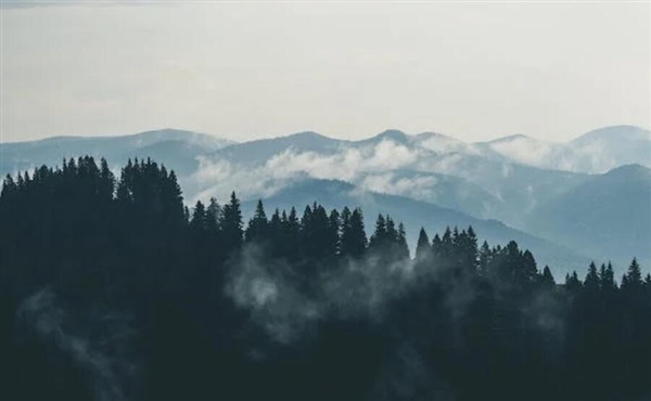 科研人员发现木本植物新种：荔波金丝桃