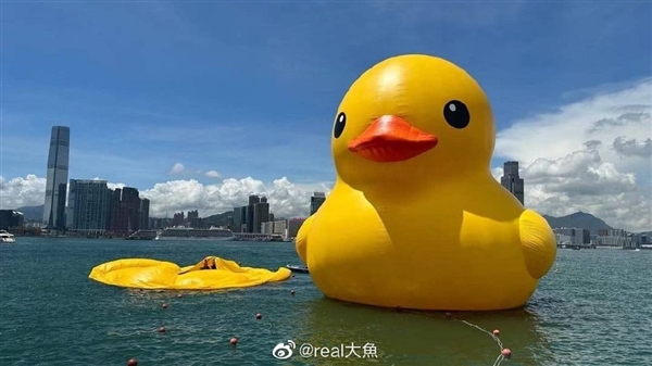 又漏气了！“大黄鸭”阔别10年重游香港 其中一只仅剩“鸭皮”