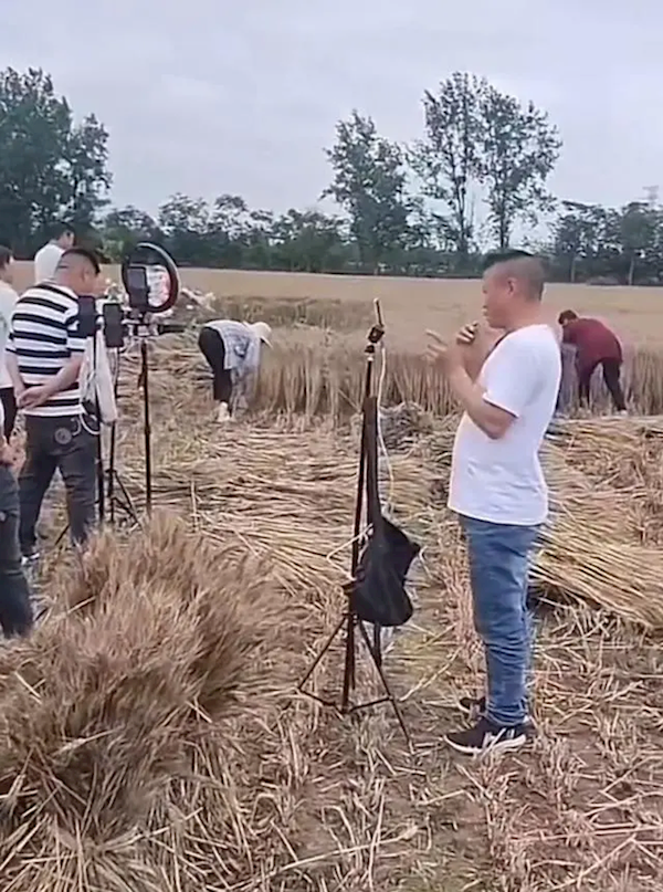 网红扎堆到麦地直播割麦 网友热议:很反感 流量噱头