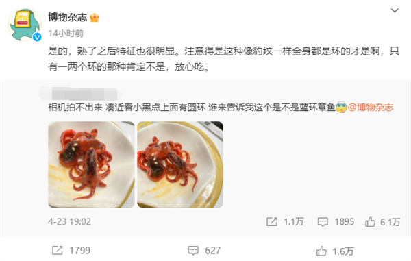 已被煮熟 网友吃回转寿司遇蓝环章鱼：依旧有毒且没有解药