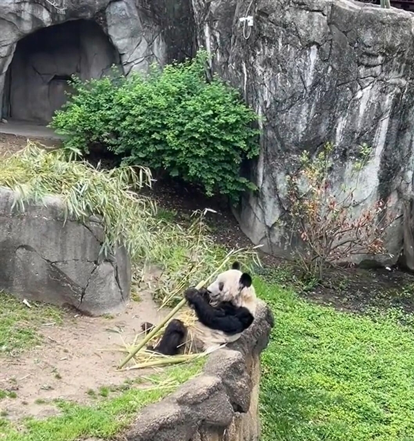 国宝熊猫回家记:丫丫要回来了