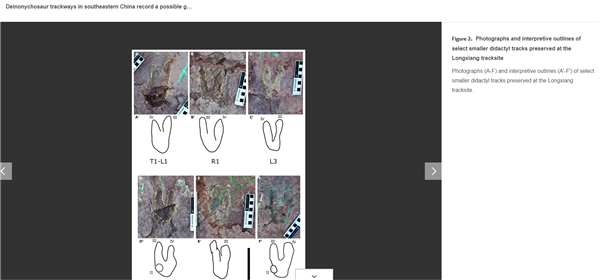 约36.4厘米长！福建发现恐爪龙类足迹 可能为全球最大