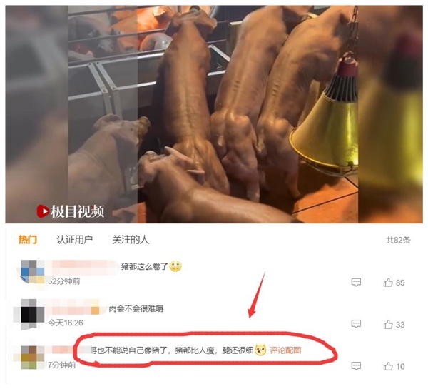 健身猪一只最高能卖8万元：看完再也不配说胖得像猪了