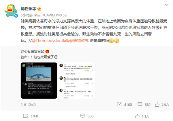 博主“科普”鲸鱼会假装搁浅吸引人来救 博物杂志辟谣:九死一生