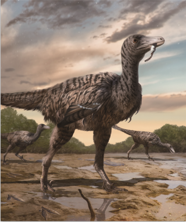 约36.4厘米长！福建发现恐爪龙类足迹 可能为全球最大