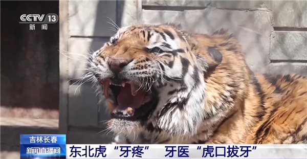 长春一东北虎牙疼脸肿无法进食:牙医上演现实版“虎口拔牙” 全国首例