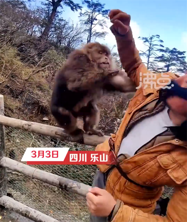 一男子和峨眉山猴子练搏击互殴 当事人回应:条件反射、请勿模仿