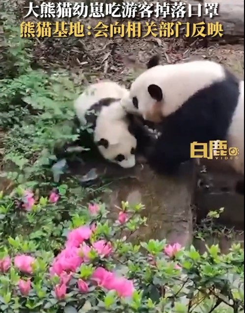 大熊猫幼崽吃游客掉落口罩：幸亏妈妈及时把娃叼走 网友呼吁文明游园