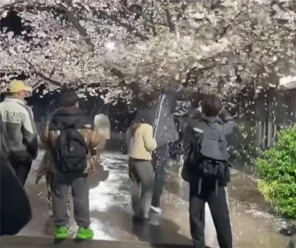 网红团队为拍段子狂摇杭州百年樱花树 网友:想赚流量想疯了