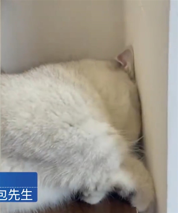 主人吃螺蛳粉：猫咪被臭到自闭