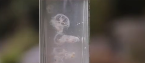 被喻为“水中大熊猫”!海南五指山发现桃花水母:对水质要求严苛