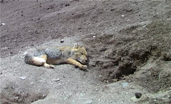 草原野生顶流争地盘影像公布：藏狐和旱獭差点打起来！
