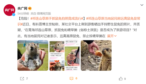 祁连山草原游客手抓鼠兔拍照：网友怒斥太无知 可能传播鼠疫 被咬或致命