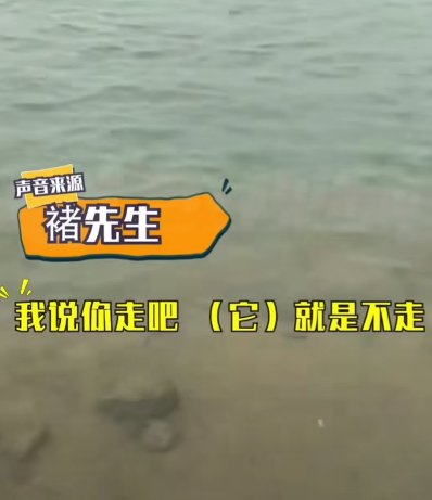 放生大鱼游回岸边“致谢”放生者?别自作多情了 800万粉大V科普