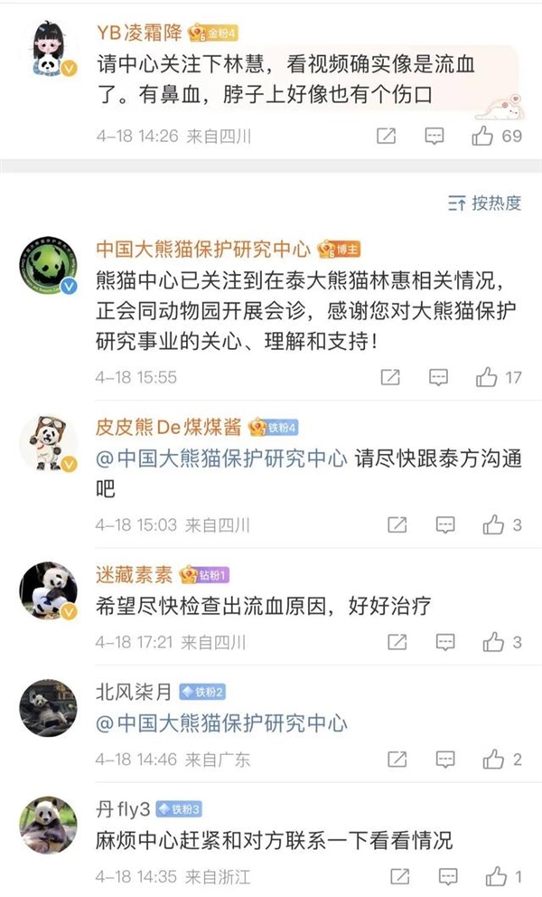 突然!旅泰大熊猫林惠死亡:昨天直播时就已出血 国内网友急了