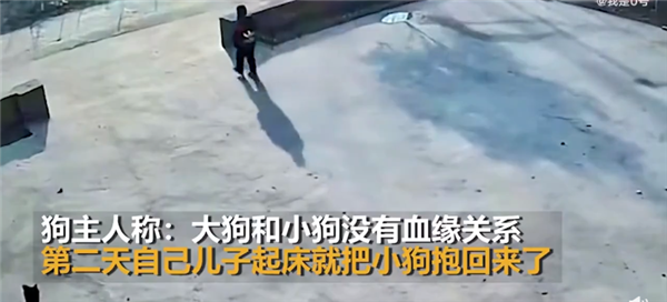 孩子抱走小狗还给大狗磕了3个头 剧情反转没血缘关系：网友调侃白磕