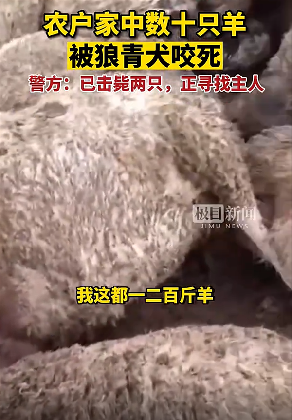 4条狼青犬咬死几十只羊!警惕:性情凶狠、攻击性非常强