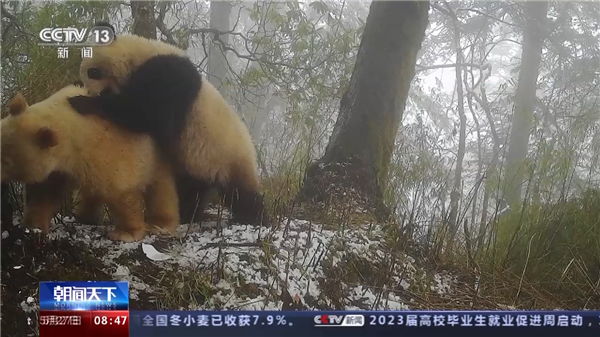 全球唯一白色大熊猫影像首公开:已经成年了