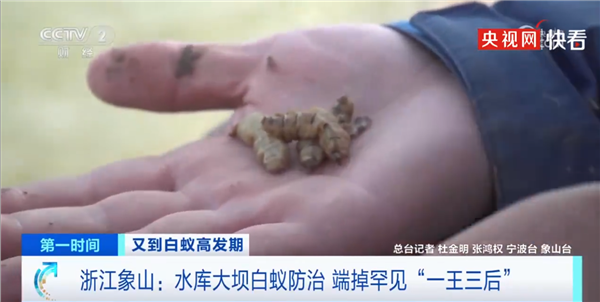 浙江水库大坝端掉罕见一王三后白蚁巢:孕育百万级白蚁集团