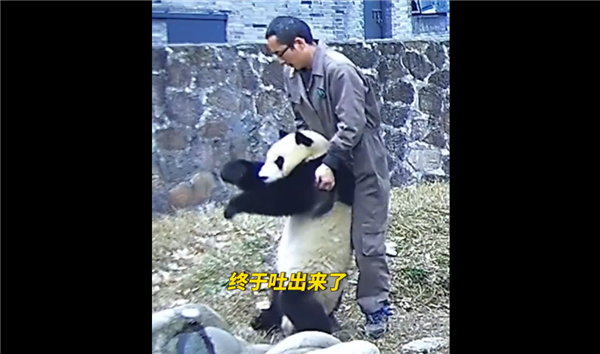 熊猫“蔓越煤”胡萝卜卡喉 饲养员海姆立克法施救:不愧是“生命的拥抱”