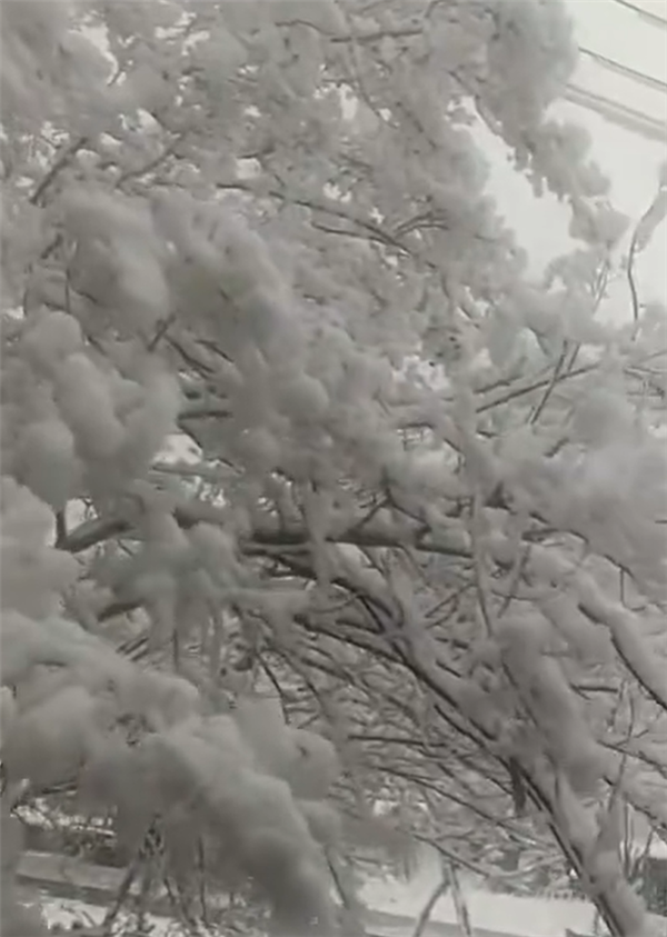 强冷空气来袭！河南三门峡3月下雪：厚厚一层一夜回冬