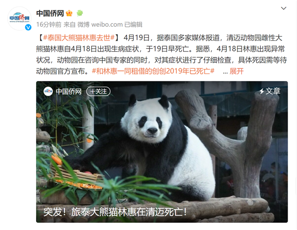 突然!旅泰大熊猫林惠死亡:昨天直播时就已出血 国内网友急了
