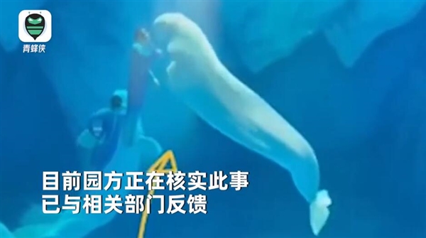 海洋公园回应工作人员拳打白鲸：可能是正常互动 会去核查