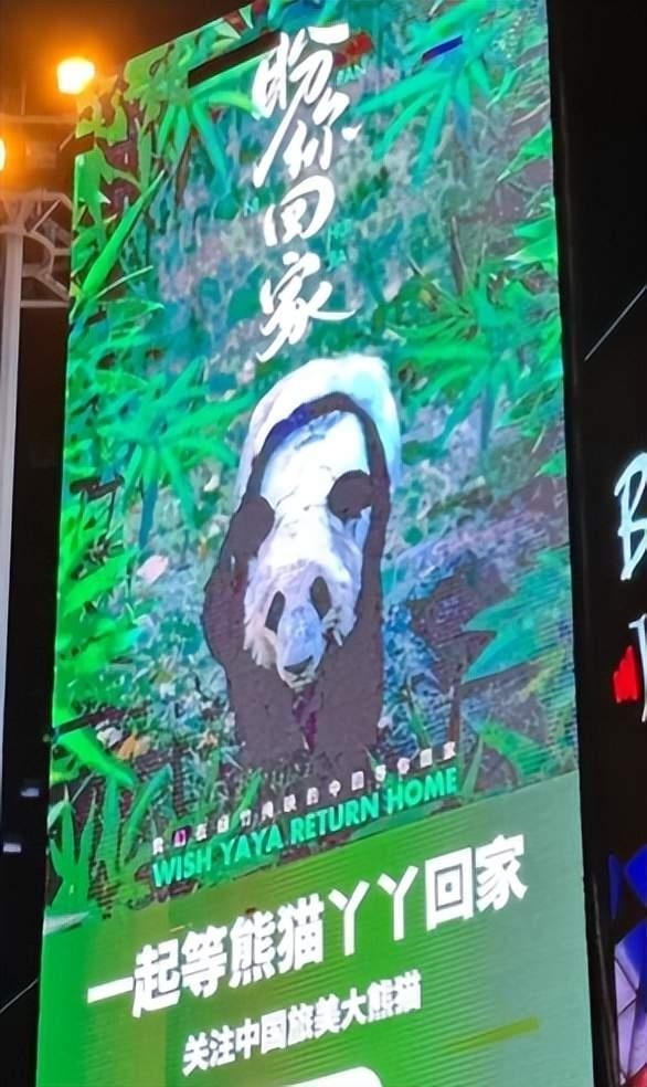 国内2名专家已前往美国照料丫丫：网友期盼平安回家