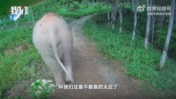云南大象破门闯入居民家吃饭菜：不是第一次、无人机监控